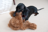 Picture of Dachshund guarding his toy
