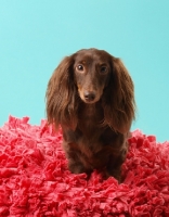 Picture of Dachshund in studio