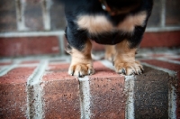 Picture of Dachshund legs