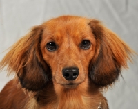 Picture of Dachshund (longhair miniature) portrait