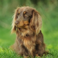 Picture of Dachshund (longhair miniature)