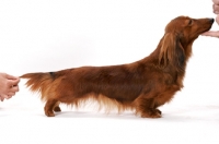 Picture of dachshund longhaired (miniature), Australian Champion