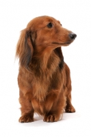 Picture of dachshund longhaired (miniature), Australian Champion in studio