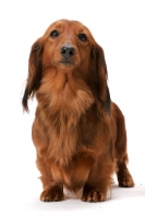 Picture of dachshund longhaired (miniature), Australian Champion