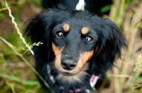 Picture of Dachshund looking at camera