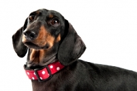 Picture of Dachshund looking up in the studio.