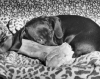 Picture of Dachshund lying next to a bone