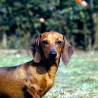 Picture of dachshund miniature head and shoulder shot