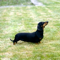Picture of dachshund miniature smooth standing on grass