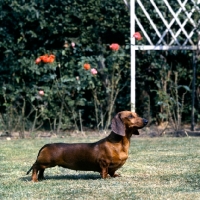 Picture of dachshund miniature smooth standing on grass