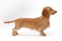 Picture of Dachshund (Miniature Wire), posed