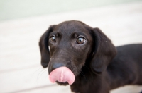 Picture of Dachshund mix puppy on deck, licking nose