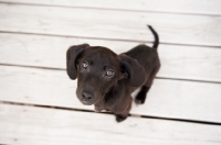 Picture of Dachshund mix puppy sitting on deck.