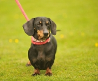 Picture of Dachshund on lead