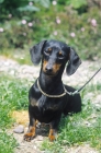 Picture of Dachshund on leash