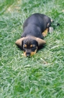 Picture of dachshund puppy, resting