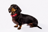 Picture of Dachshund sitting in studio