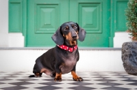 Picture of Dachshund sitting on a doorstep