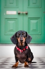 Picture of Dachshund sitting on a doorstep looking at the camera
