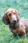 Picture of Dachshund smooth