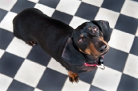 Picture of Dachshund standing on a checked floor