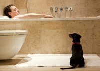 Picture of Dachshund waiting for owner in bathroom