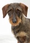 Picture of Dachshund Wirehaired on white background