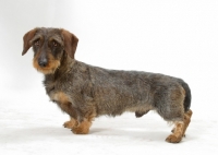 Picture of Dachshund Wirehaired on white background, side view