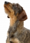 Picture of Dachshund Wirehaired on white background, portrait