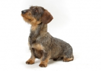 Picture of Dachshund Wirehaired on white background
