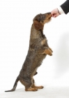 Picture of Dachshund Wirehaired on white background, receiving treat