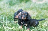 Picture of dachshund wirehaired puppy