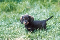 Picture of dachshund wirehaired puppy