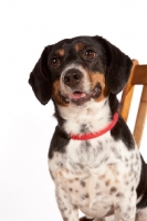 Picture of Dachshund x Beagle mix (also known as Doxle, Doxie, Beaschund) portrait