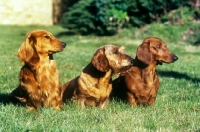 Picture of dachshunds in the three coats, long, wire, smooth, frankwen super smart ,ch leiblings joker in the pack, ch malynsa madrigal,  