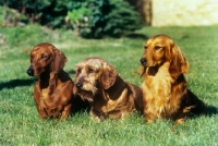 Picture of dachshunds in the three coats, smooth, wire, long, ch malynsa madrigal,  ch leiblings joker in the pack, frankwen super smart 
