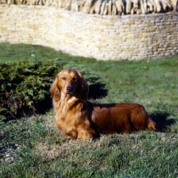Picture of dachshunds long haired standing on grass