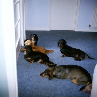 Picture of dachshunds waiting at the door for owners' return