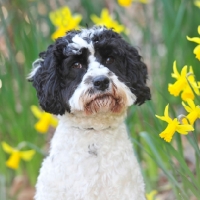 Picture of daffodils, english springtime