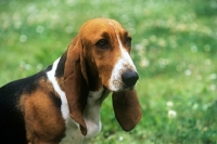 Picture of daguette de barbeley, basset artesian normand headshot