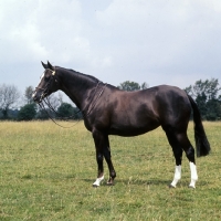 Picture of Daldorn Charlotte side view of Hack