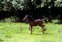 Picture of dales foal running