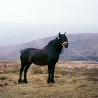Picture of Dales pony  mare with docked tail on the moors 