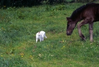 Picture of Dales Pony foal looking at a cat