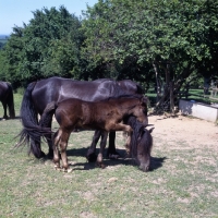 Picture of dales pony foal pawing mare