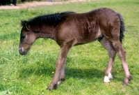 Picture of Dales Pony foal side view