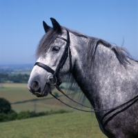 Picture of Dales Pony head study