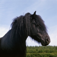 Picture of Dales Pony head 