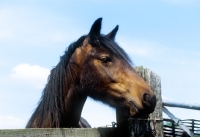 Picture of dales pony looking over fence