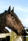 Picture of dales pony looking over fence